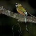 motmot_browed_turquoise_tar_v_0750_cos1083.jpg